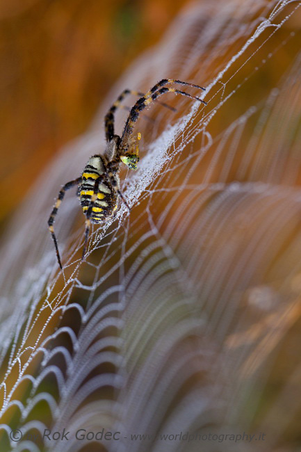 Spider's breakfast